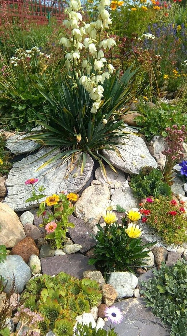 Yellow Blooms In Lush Garden
