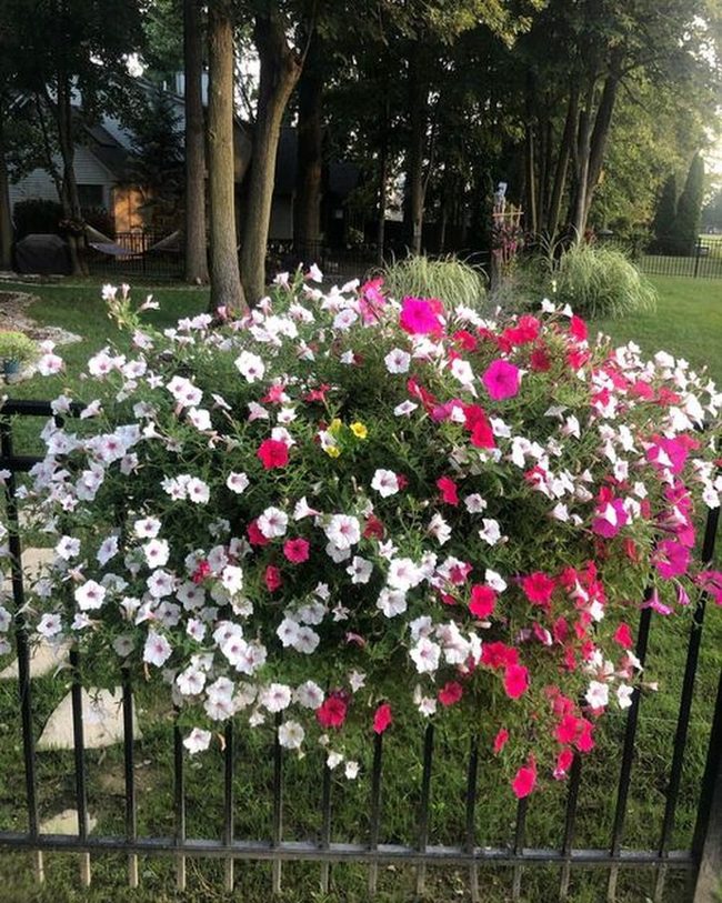 Blooms Along Wooden Fences