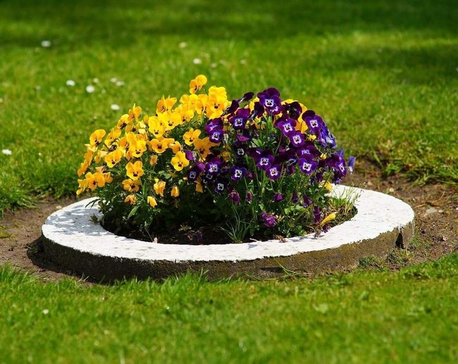Circular Flower Bed Yellow Purple Blooms