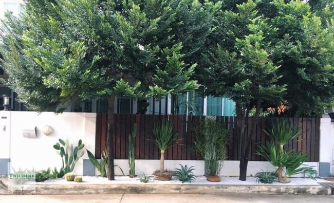 Drought-Resistant Plants Zero Maintenance Garden