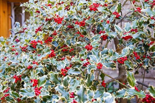 Glossy Green Leaves Bright Red Berries