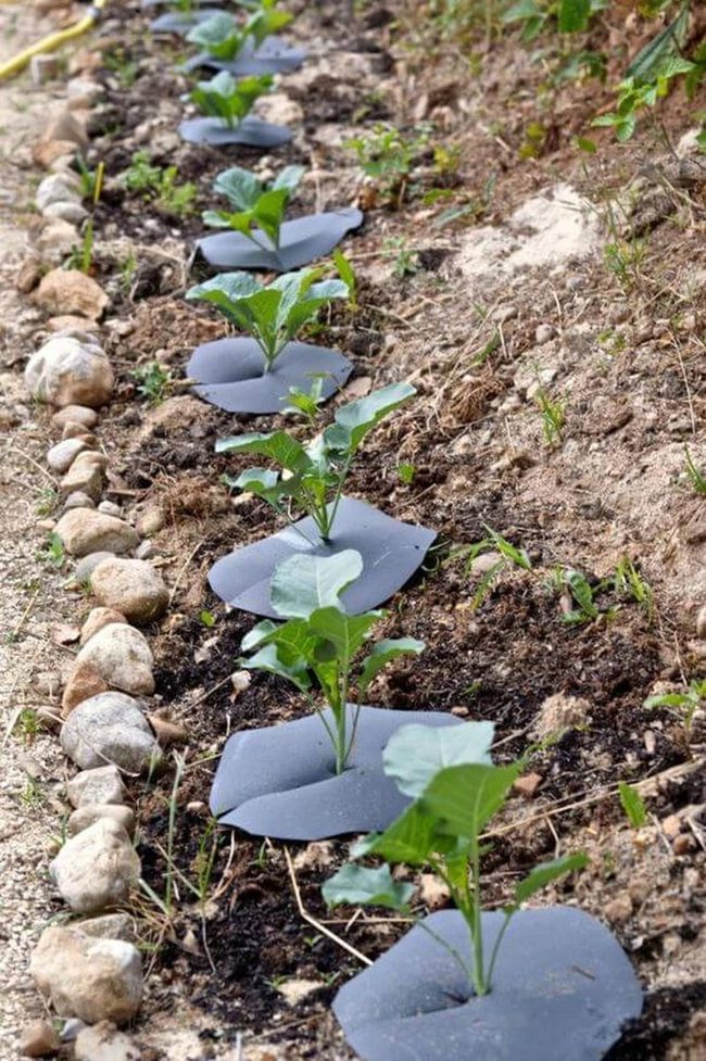 Plastic Collars Stop Cabbage Flies