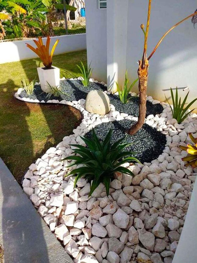 Sharp Agave Against White Stone