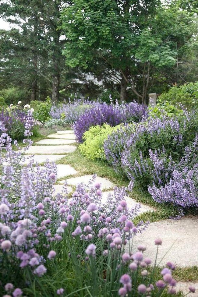Purple Lavender Field With Stone Path