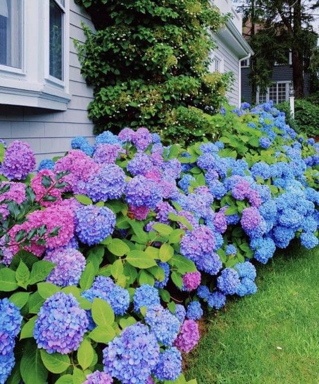 Giant Blue And Pink Blooms