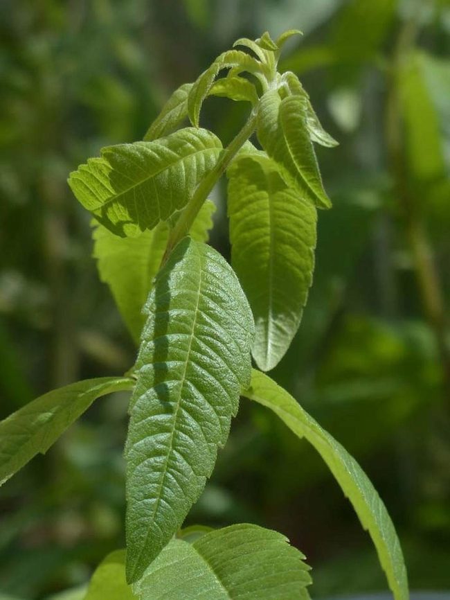 Bright Green Citrus Herb Mosquito Shield