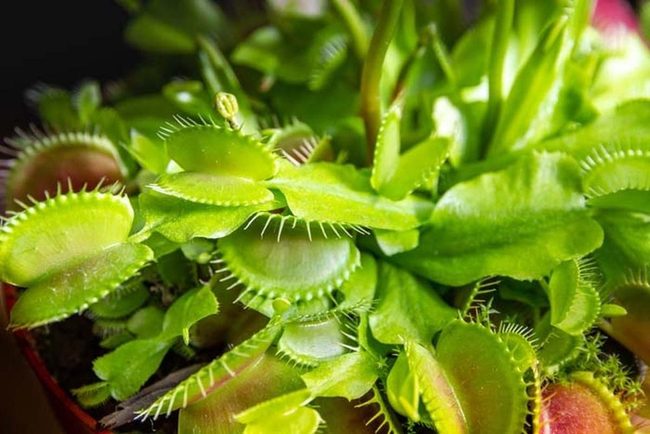 Carnivorous Plants Natural Mosquito Control