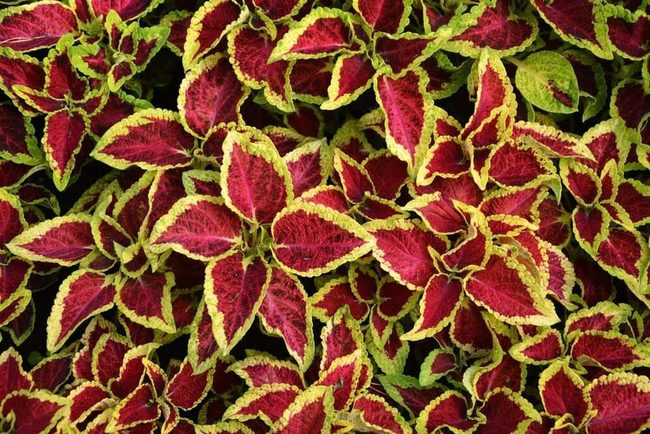 Patterned Coleus For Shaded Spaces