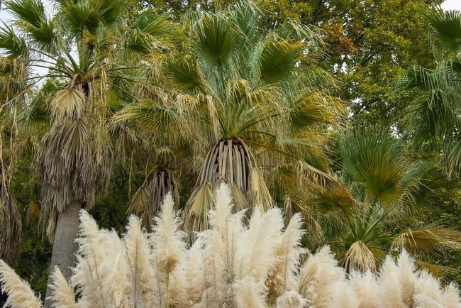Towering Native Desert Fan Palm