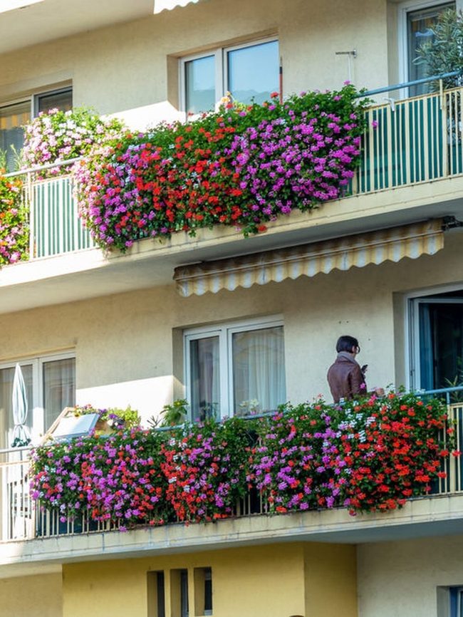 Potted Blooms For Small Balconies