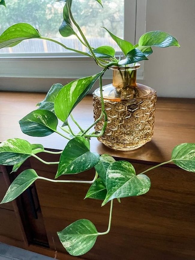 Green Tendrils In Glass Bottles