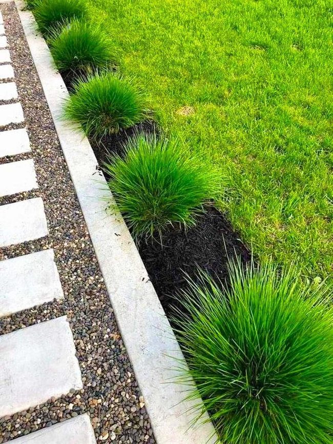 Feathery Grasses Between Concrete Paths