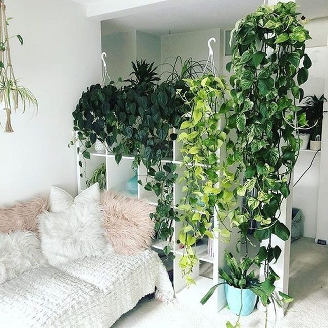 Emerald Tendrils Cascading Down Shelves