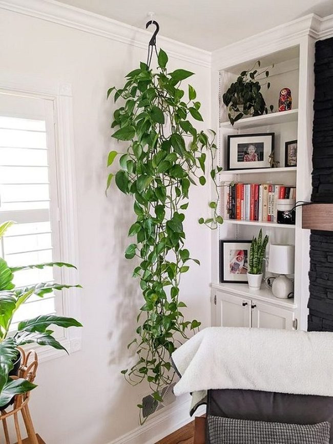 Ceiling Green Cascading Pothos Vines