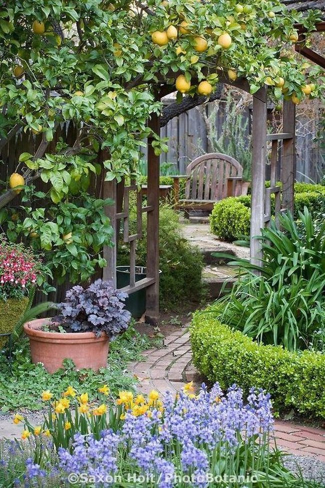 Lemon Trees And Purple Blooms