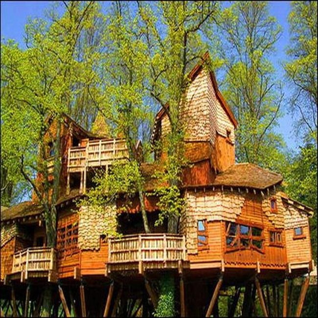 Wooden Treehouse Among Towering Trees