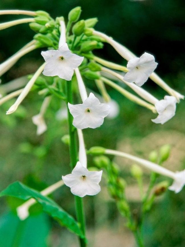 White Jasmine Delicate Star Petals