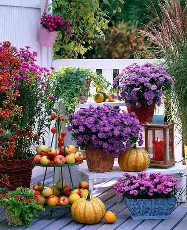 Purple Petunias And Jeweled Blooms