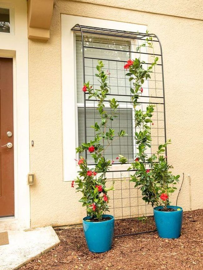 Cascading Vines On Wooden Trellis