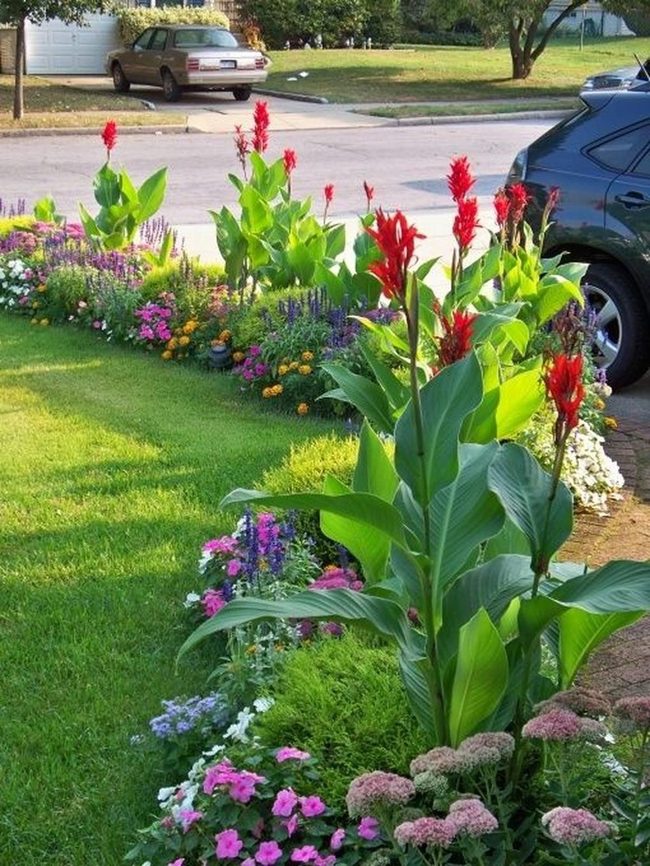 Red Celosias And Tropical Layers