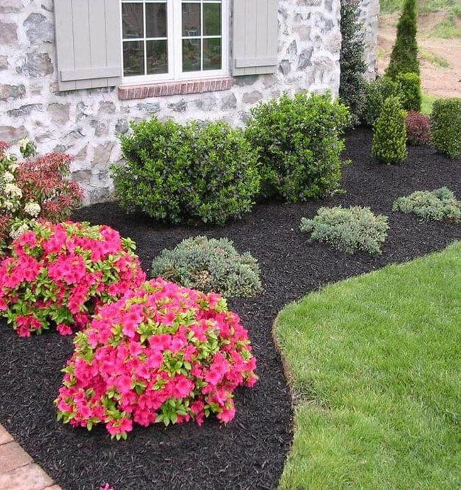 Colorful Flowers, Zero Gardening Skills
