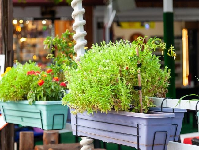 Elevated Plants, Modern Air