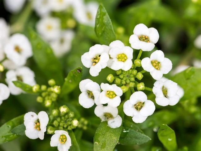 Delicate Flowers, Powerful Pest Control