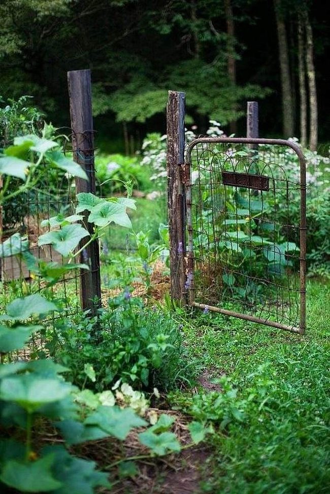 Garden Gate With Climbing Vines