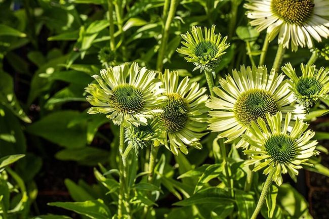 Green Coneflowers Rare Garden Jewels