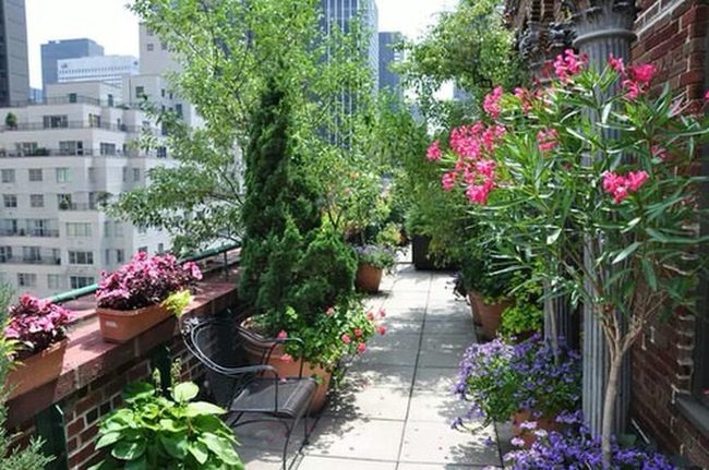 Urban Balcony Blooms Above Concrete