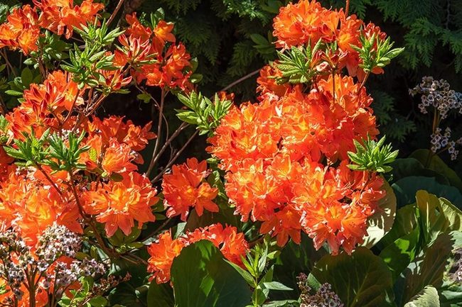 Orange Azaleas For Shaded Gardens