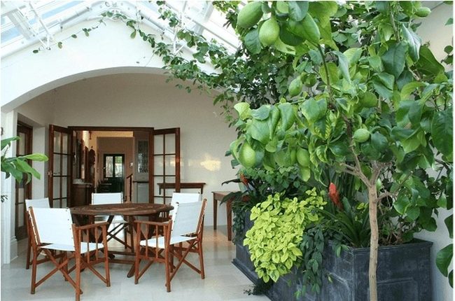 Sunlit Room With Leafy Green Plants