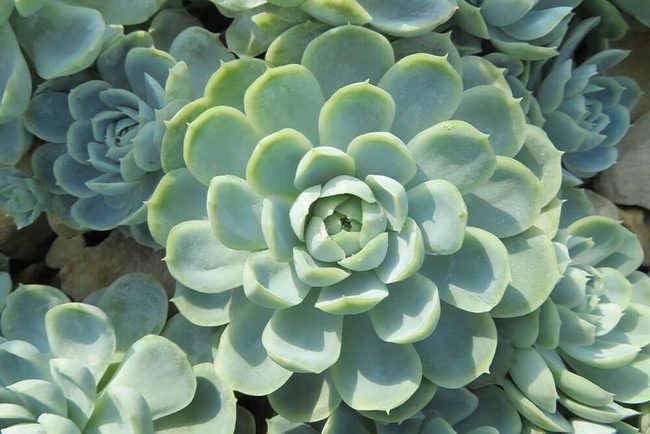 Salt-Tolerant Succulents For Coastal Gardens