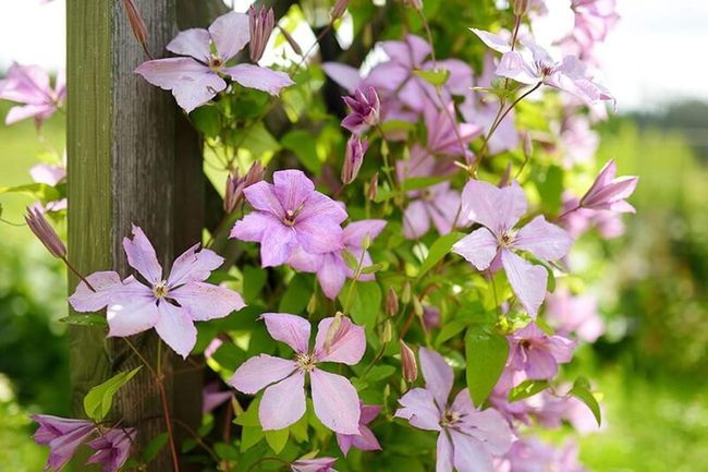 Indigo Cascades For Garden Walls