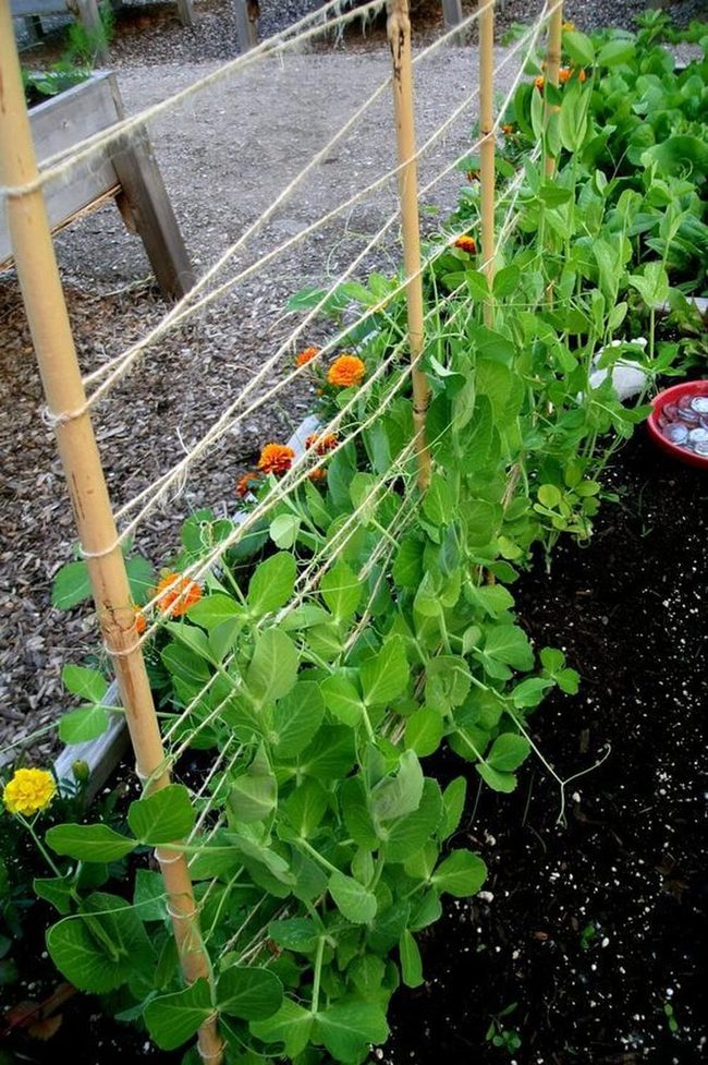 Vertical Pea Trellis Natural Growth