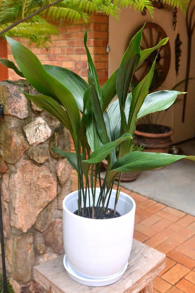 Deep Green Leaves White Ceramic