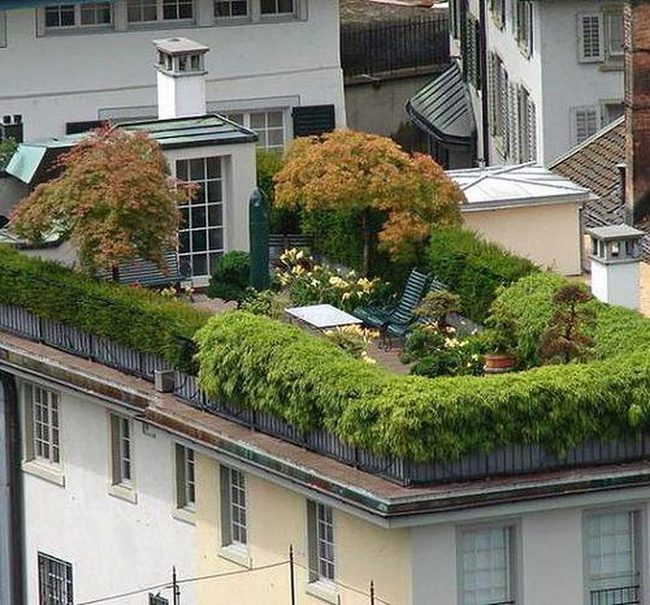 Green Vines Hide Urban Balconies