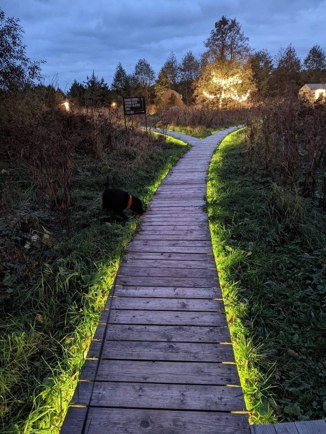 Moonlit Forest Trail Lights