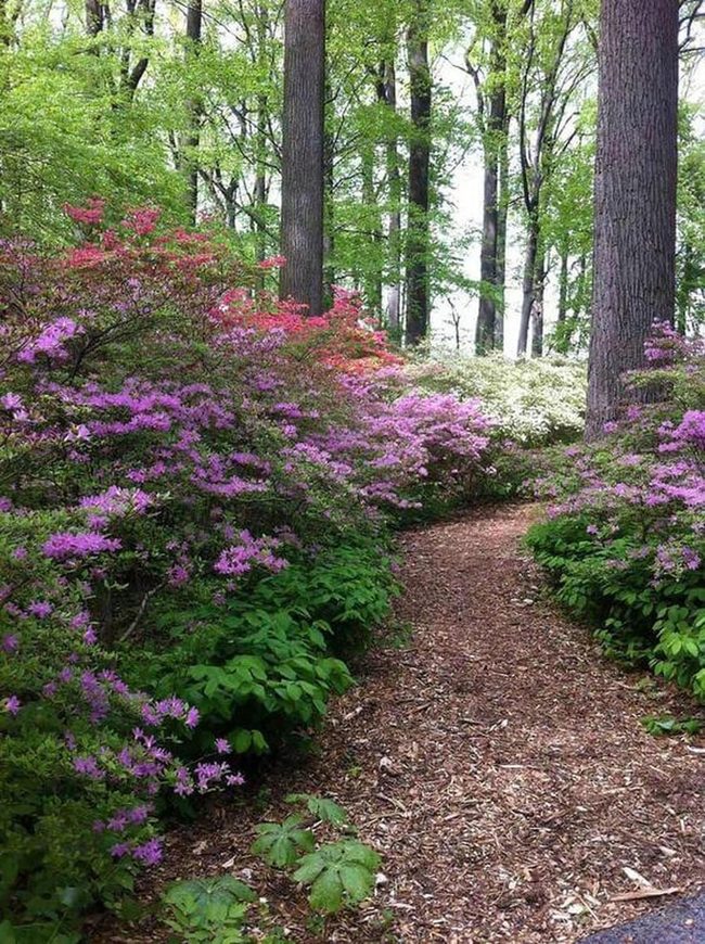 Pink Azaleas Against Lush Green