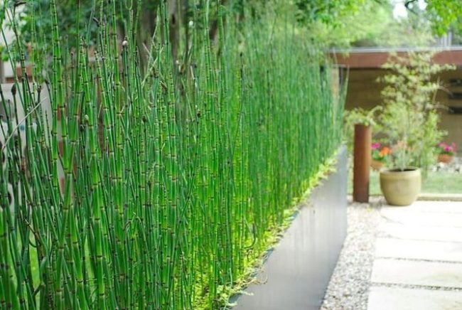 Bamboo Screen Garden Privacy