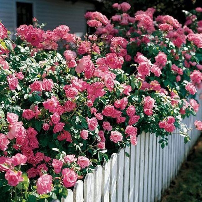 Pink Roses Frame Garden Fence