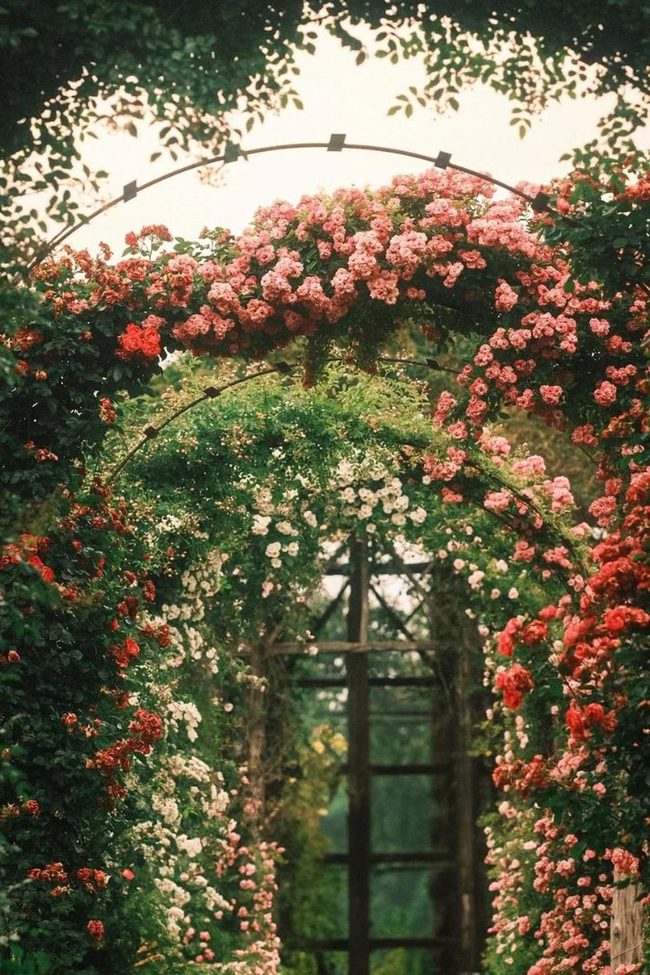 Pink Roses Frame Wooden Arch