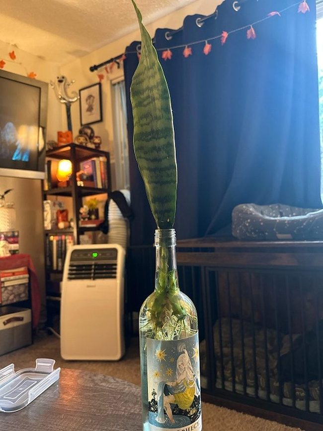 Green Leaf In Glass Bottle