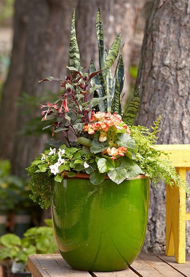 Green Stripes With Blazing Orange Blooms