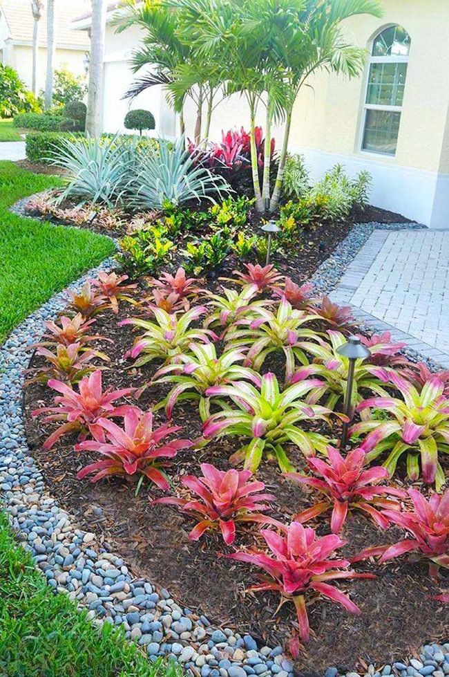 Fuchsia Bromeliads Pop Garden Color