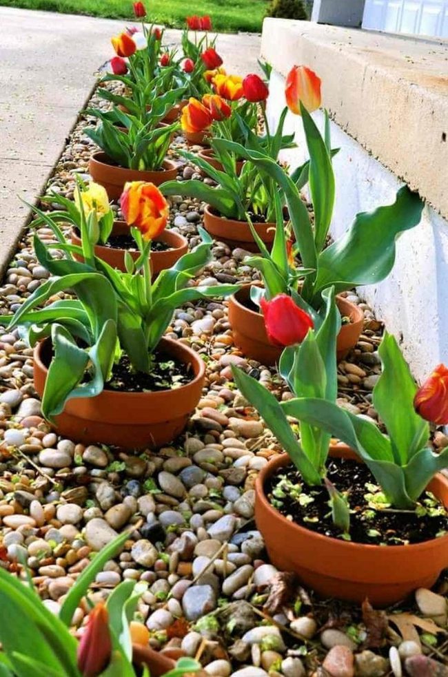 Terracotta Pots Ignite White Wall