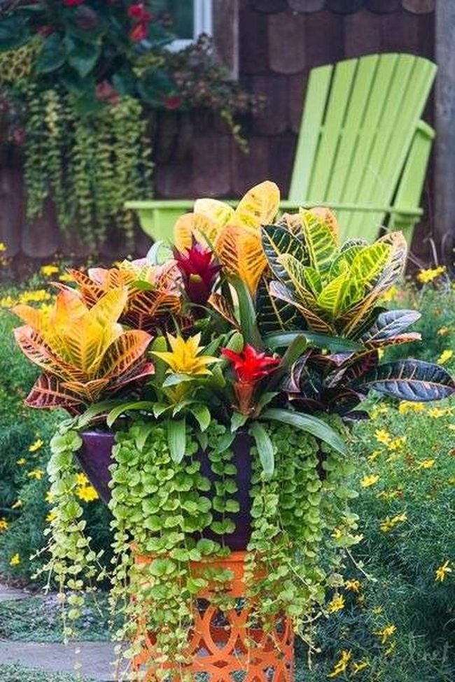 Fiery Tropical Container Garden Display