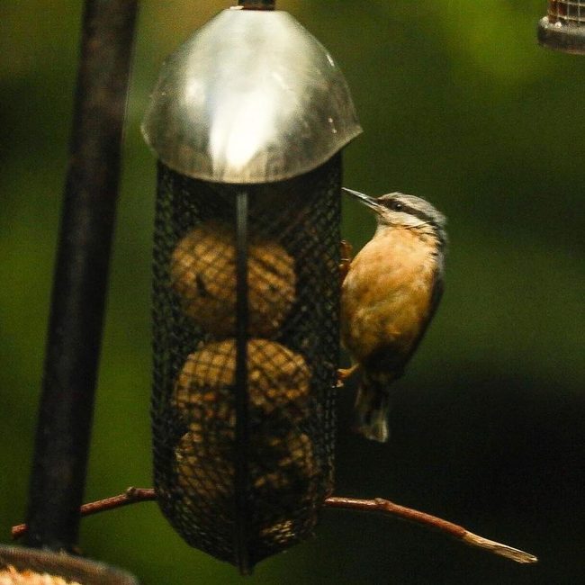 Polished Metal Sphere Bird Feeder