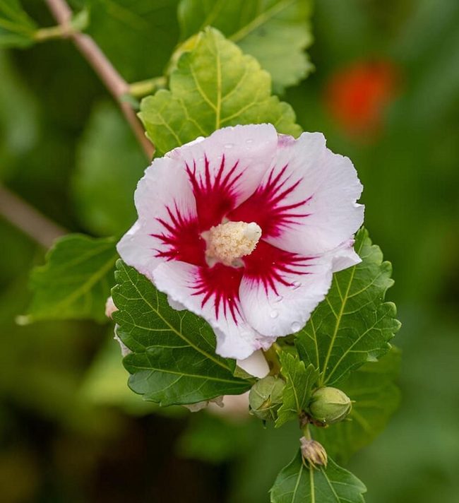 Massive Layered Blooms Transform Pink