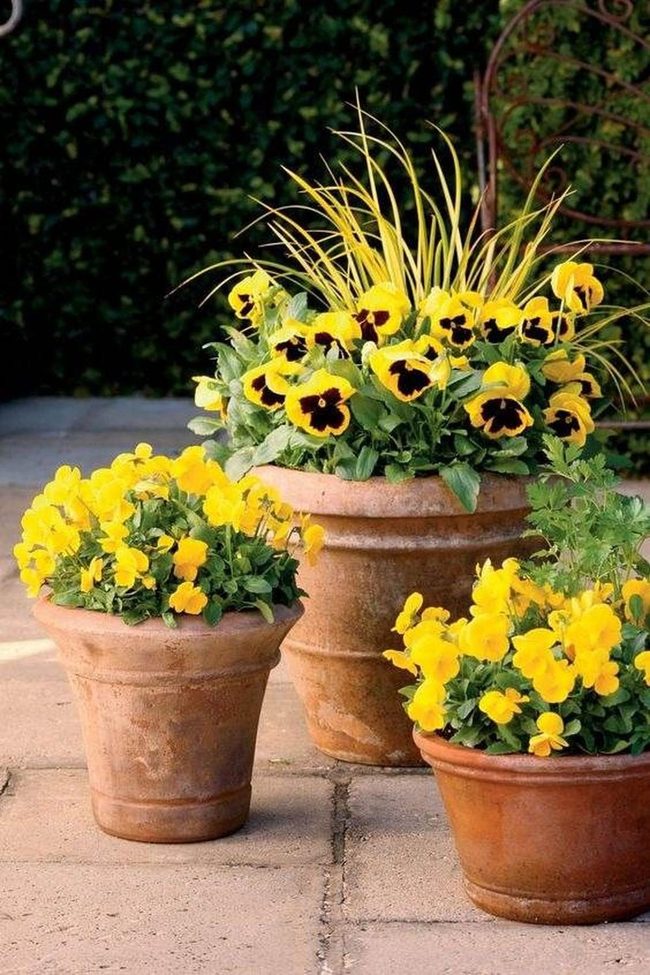 Sunny Yellow Pansies Container Garden